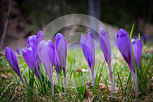 Crocus flower with shallow dof of field in springtime