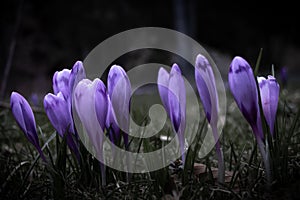 Crocus flower with shallow dof of field in springtime