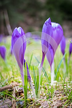 Crocus flower with shallow dof of field in springtime