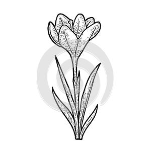 Crocus flower sketch vector illustration