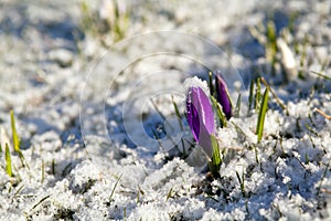 Crocus flower in snow during early spring