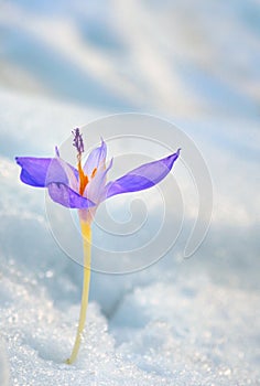 Crocus flower in the snow photo