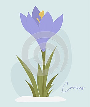 Crocus flower. Spring first forest blooming purple saffron with leaves in snow. Vector illustration.