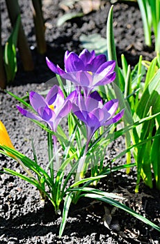 Crocus flower in the spring garden