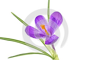 Crocus flower with water drops on white background. Purple spring crocus flower
