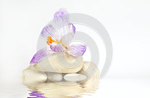 Crocus flower in water, spring or wellnes and spa concept