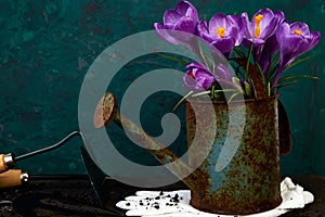 Crocus flower in watering pot. Spring, Gardening tools