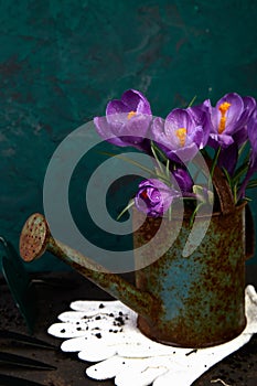 Crocus flower in watering pot. Spring, Gardening tools