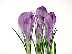 Crocus flower on white background isolate.Early spring flowers.White background