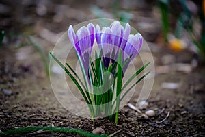 Crocus Flower in a wild place.