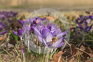 Crocus Flowering. Honey Bee Collecting Pollen From Crocus Blossom