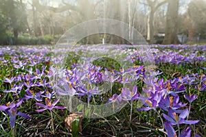 Crocus Flowering. Meadow Of Beautiful Purple Crocus Flowers On A Spring Lawn