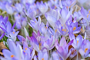 Crocus Flowering. Meadow Of Beautiful Purple Crocus Flowers On A Spring Lawn