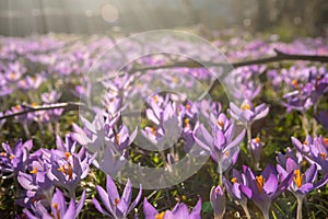 Crocus Flowering. Meadow Of Beautiful Purple Crocus Flowers On A Spring Lawn