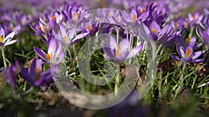 Crocus Flowering. Meadow Of Beautiful Purple Crocus Flowers On A Spring Lawn