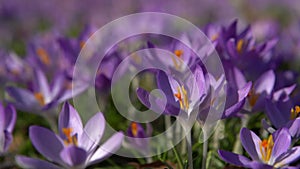 Crocus Flowering. Meadow Of Beautiful Purple Crocus Flowers On A Spring Lawn