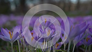 Crocus flowering. Meadow of beautiful purple crocus flowers on a spring lawn