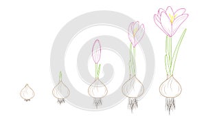 Crocus flowering plant germination growth concept