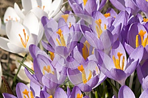 Crocus flowers