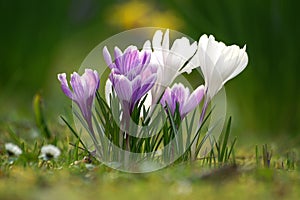 Crocus flowers photo