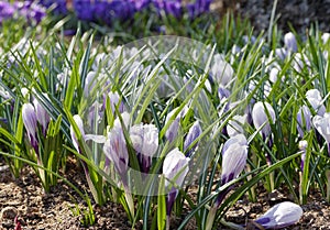 Crocus flowers