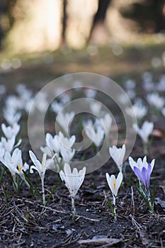 Crocus flowers