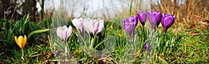 Crocus flowers