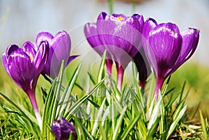 Crocus flowers