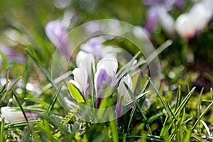 Crocus flowers