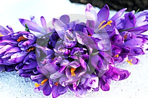 Crocus flowers