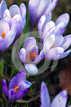 Crocus flowers