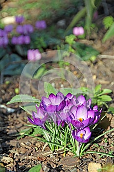 Crocus flowers