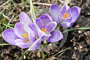 Crocus.