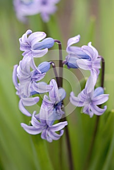 Crocus flowers bloom in a bed in spring