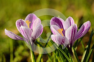 Crocus flowers bloom in the field early spring