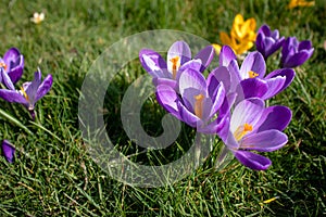 Purple and yellow crocus flowers in bloom at an angle