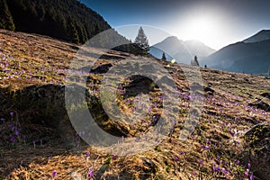 Crocus Flowers Blooming at Chocholowska Valley in Tatra NAtional Park at Early Spring