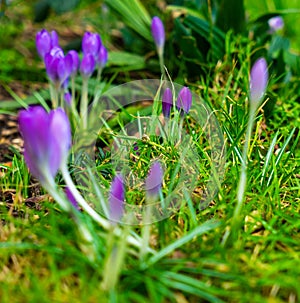 Crocus flowers blooming in early spring