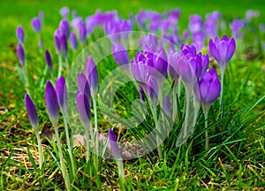 Crocus flowers blooming in early spring