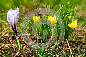 Crocus flowers blooming in early spring