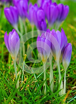 Crocus flowers blooming in early spring