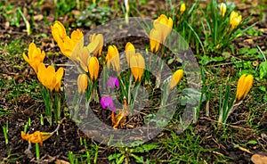 Crocus flowers blooming in early spring