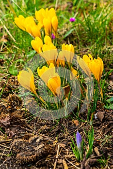 Crocus flowers blooming in early spring