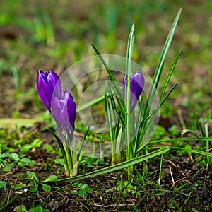 Crocus flowers blooming in early spring