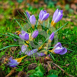 Crocus flowers blooming in early spring