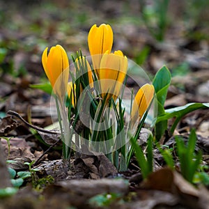 Crocus flowers blooming in early spring