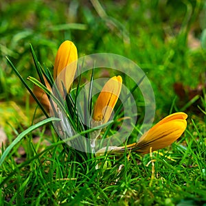 Crocus flowers blooming in early spring