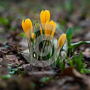 Crocus flowers blooming in early spring