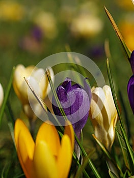 Crocus flowers blooming in holland