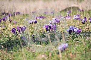 Crocus meadow in the park photo